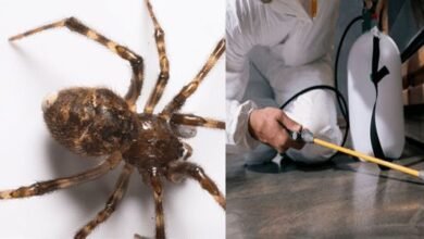 Spider Control