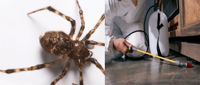 Spider Control