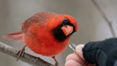 Shy Cardinals Regular Visitors