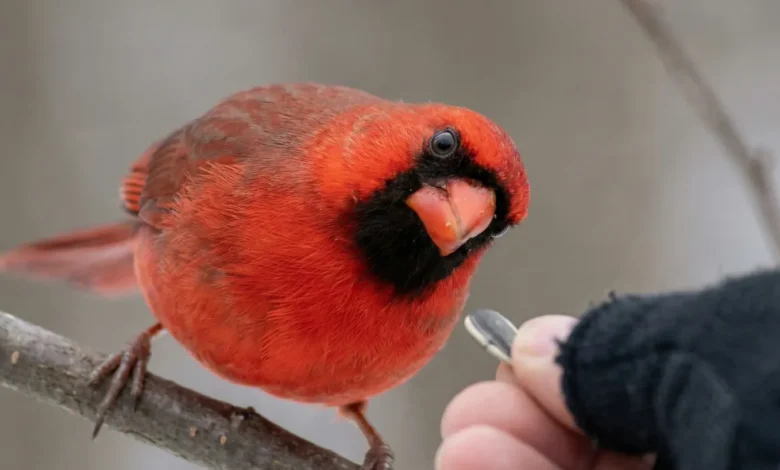 Shy Cardinals Regular Visitors