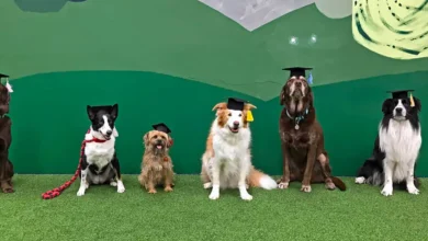 Puppy Development