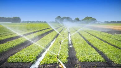 Irrigation Techniques